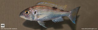 Xenochromis hecqui &#39;Kansombo Banks&#39;