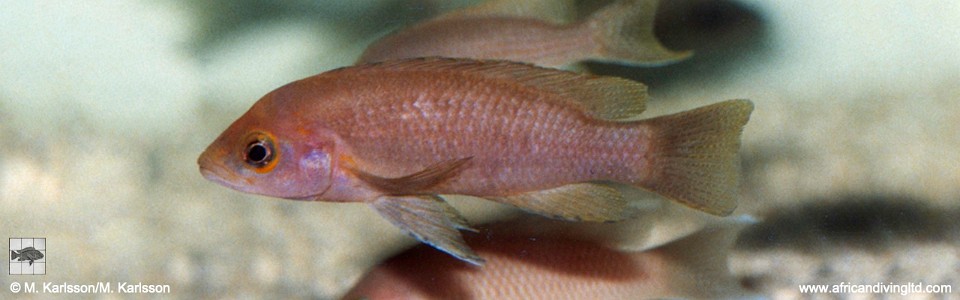 Neolamprologus sp. 'Leleupi Kapampa' Kiku