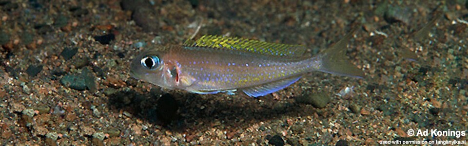 Xenotilapia flavipinnis 'Kapembwa'