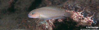 Telmatochromis cf. temporalis &#39;Kapembwa&#39;