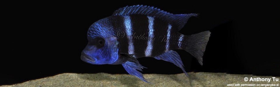 Cyphotilapia gibberosa 'Karema'<br><font color=gray>Tanzania</font>