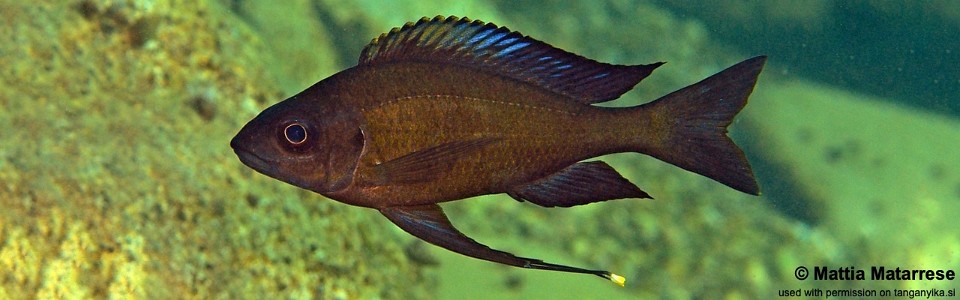 Ophthalmotilapia cf. nasuta 'Karilani Island'