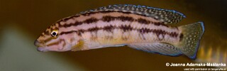 Julidochromis cf. regani &#39;Kaseke&#39;