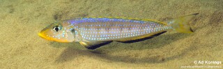 Enantiopus sp. &#39;kilesa&#39; Kasenge Bay