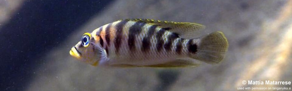 Neolamprologus fasciatus 'Katili' - Altolamprologus fasciatus 'Katili'
