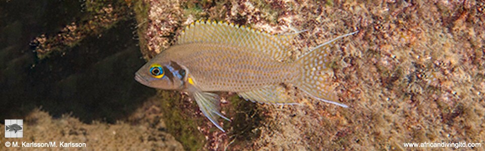 Neolamprologus pulcher 'Katili Bay'