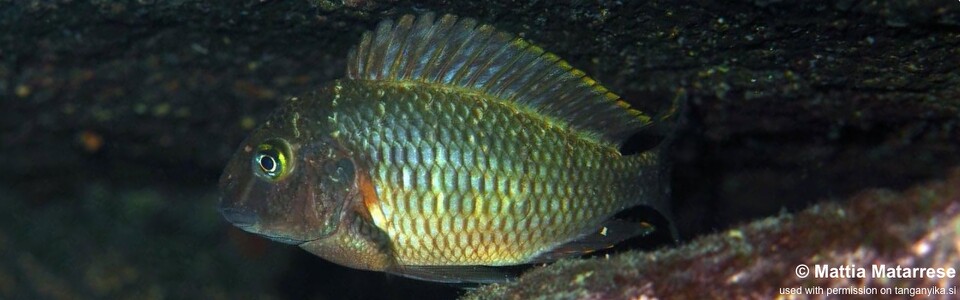 Tropheus moorii 'Katili'