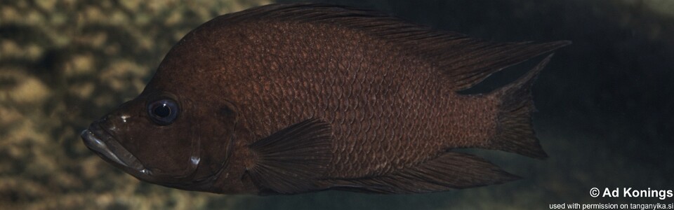 Altolamprologus compressiceps 'Katondo Point'