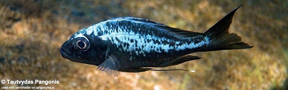 Ophthalmotilapia sp. 'whitecap' Katondo Point - Ophthalmotilapia ventralis 'Katondo Point'