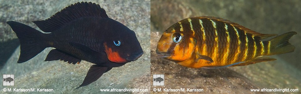 Tropheus sp. 'mpimbwe' Katondo Point<br>(Red Cheek)