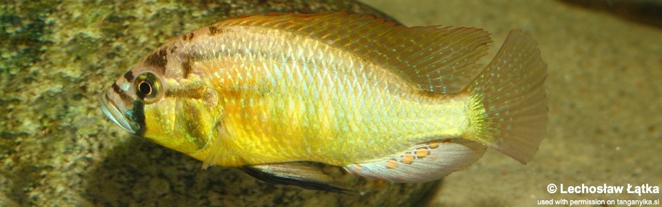 Astatotilapia burtoni 'Katonga'