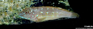 Spathodus sp. &#39;erythrodon north&#39; Katonga