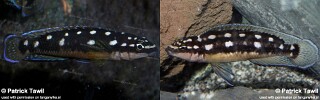 Julidochromis sp. 'ornatus kapampa' Kazia.jpg