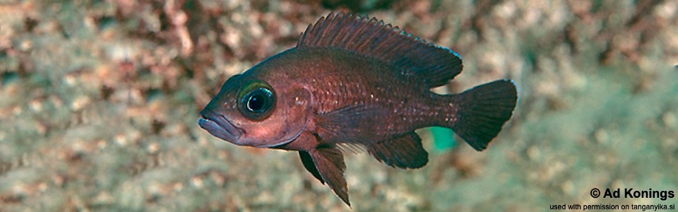 Neolamprologus toae 'Kekese'<br><font color=gray>Paleolamprologus toae 'Kekese'</font>