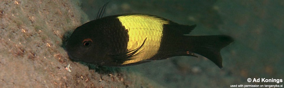 Tropheus sp. 'kaiser' Kekese<br><font color=gray>Tropheus sp. 'black' Kekese</font>