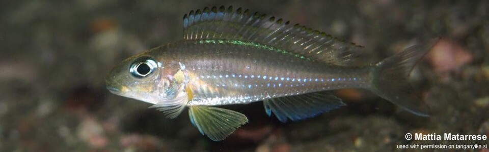 Xenotilapia nasus 'Kekese'