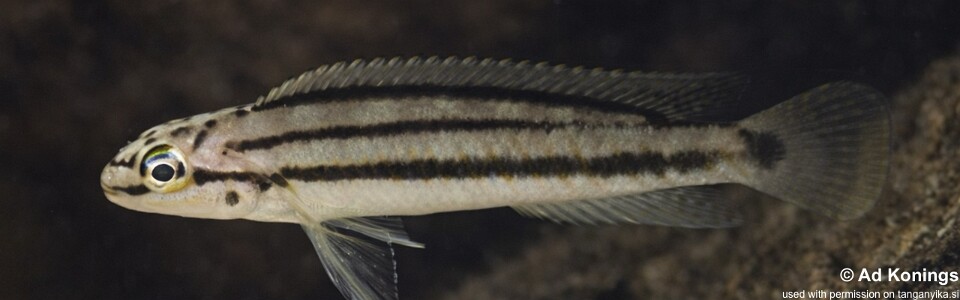 Telmatochromis bifrenatus 'Kibige Island'