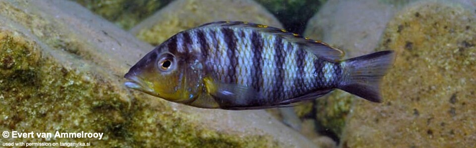 Jabarichromis pfefferi 'Kigoma North' - 'Gnathochromis' pfefferi 'Kigoma North'