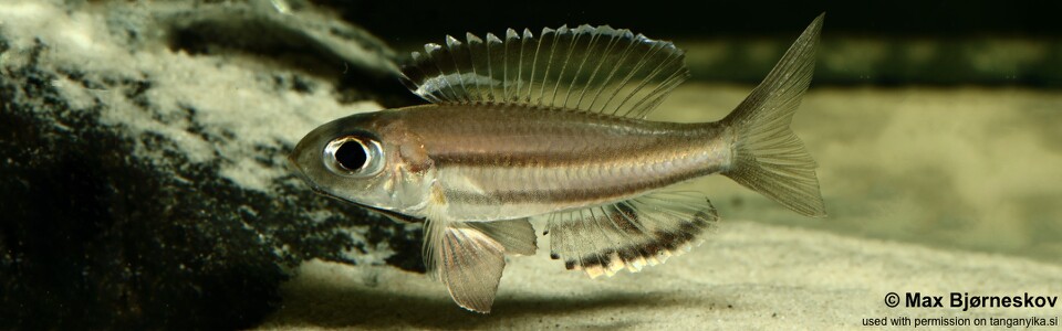 Trematocara marginatum 'Kigoma area'