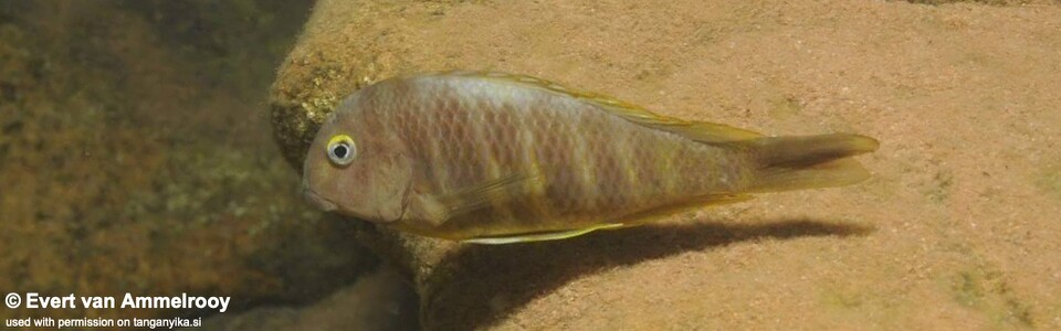 Tropheus brichardi (North of Kigoma)