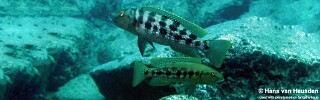 Lepidiolamprologus mimicus &#39;Kipili&#39;