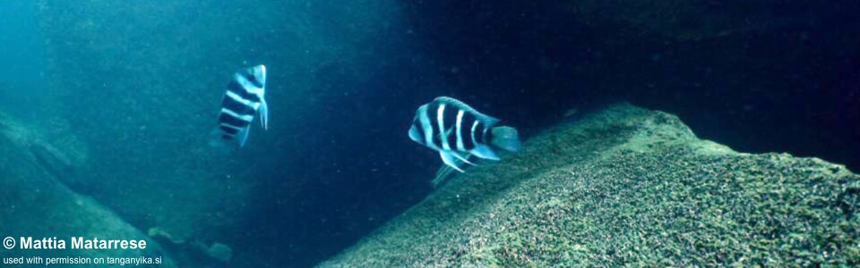 Cyphotilapia gibberosa 'Kirando' - Tanzania