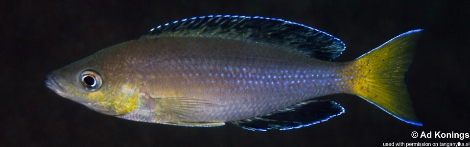 Cyprichromis sp. 'leptosoma jumbo' Kombe