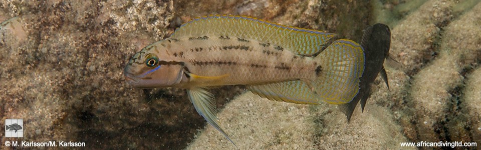 Telmatochromis cf. temporalis 'Korongwe Bay, Mwaka'