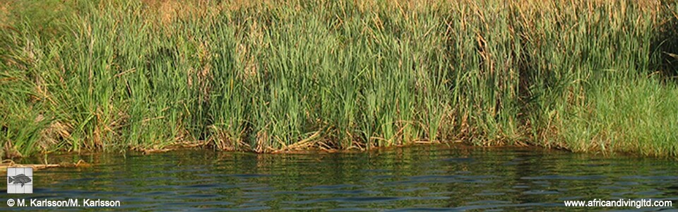 Lamvya Bay, Lake Tanganyika, Tanzania