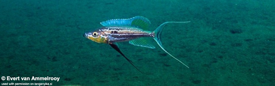 Benthochromis horii 'Lubugwe Bay'