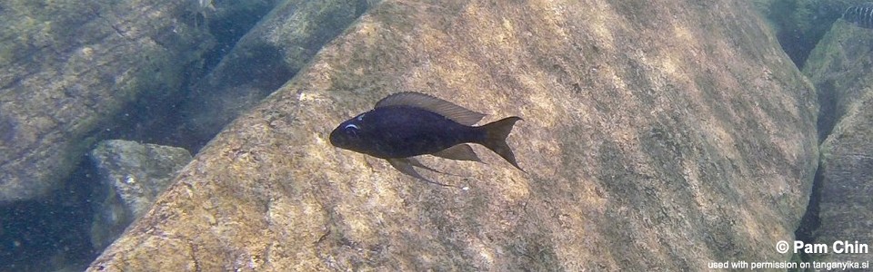 Ophthalmotilapia sp. 'whitecap' Lubugwe Bay<br><font color=gray>Ophthalmotilapia ventralis 'Lubugwe Bay'</font>