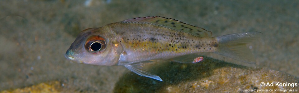 Callochromis melanostigma 'Lueba (Lweba)'