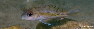 Callochromis melanostigma &#39;Lueba (Lweba)&#39;