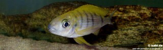 Ophthalmotilapia nasuta &#39;Lueba (Lweba)&#39;