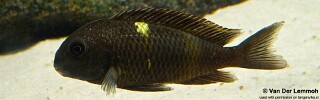 Tropheus sp. &#39;black&#39; Lueba (Lweba)