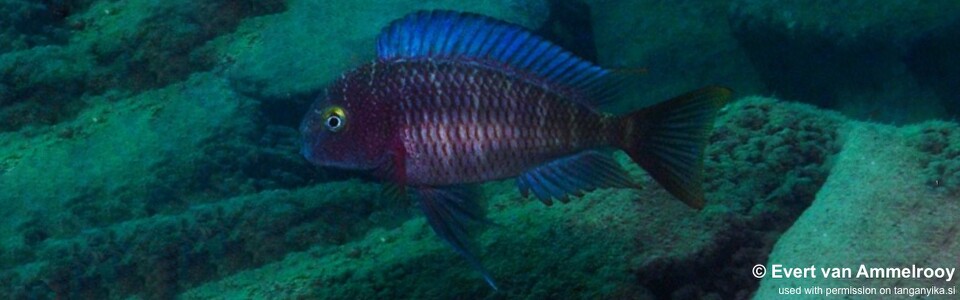 Tropheus moorii 'Lufubu South' - Blue Rainbow