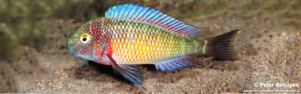 Tropheus moorii 'Lufubu' - Purple Rainbow