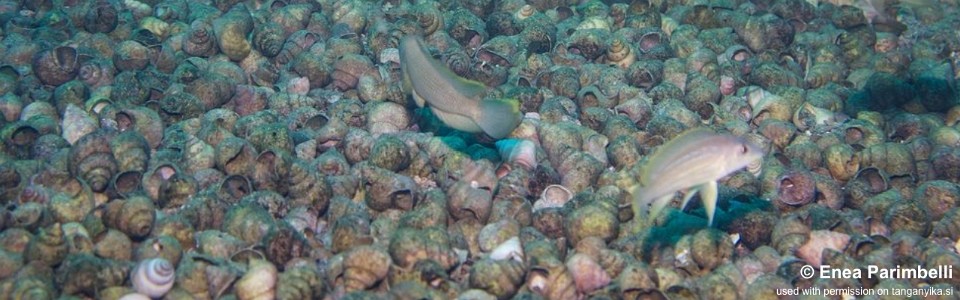 Lamprologus callipterus 'Lupote Rocks'