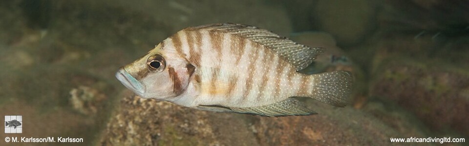 Altolamprologus compressiceps 'Lwasase Point'