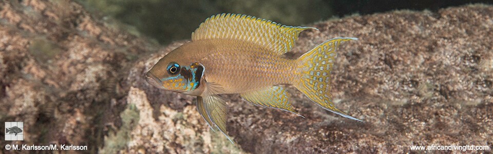 Neolamprologus brichardi 'Lwasase Bay'