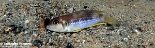 Lamprologus ocellatus 'Lwilwi Island'.jpg