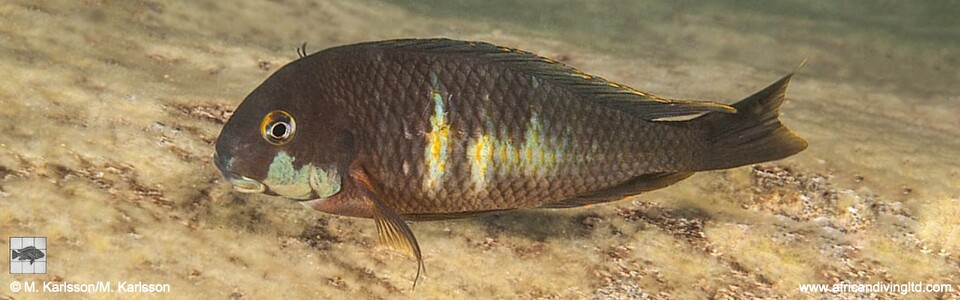 Tropheus sp. 'kirschfleck' x T. sp. 'limespot' at Lyamembe