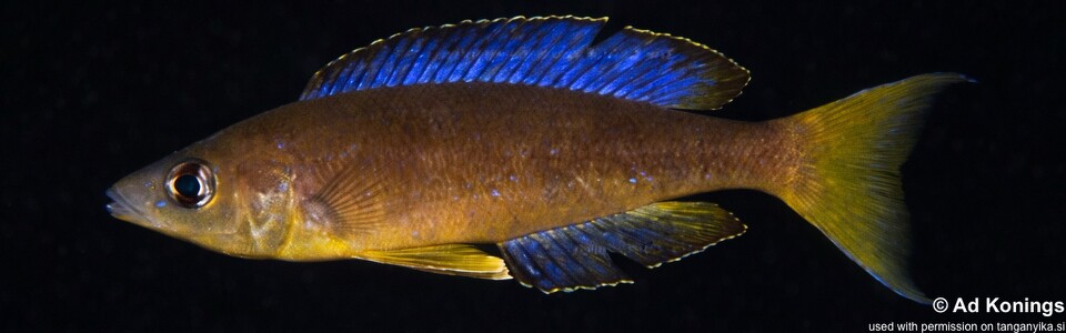 Cyprichromis microlepidotus 'Mabilibili Bay'