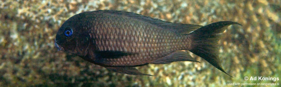 Tropheus polli 'Mabilibili Bay' - Tropheus annectens 'Mabilibili Bay'