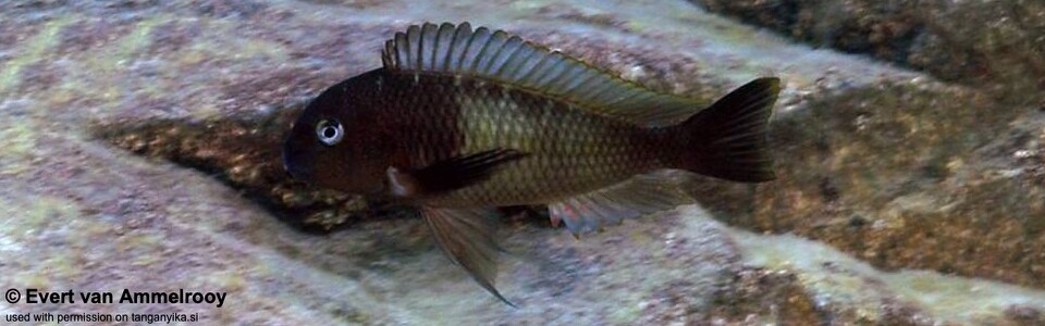 Tropheus sp. 'limespot' Mabilibili Bay - Tropheus sp. 'maculatus' Mabilibili Bay