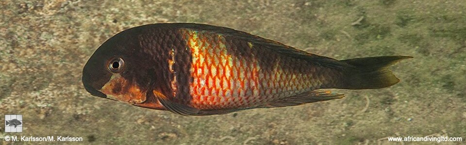 Tropheus 'Red Blotch' Mabilibili<br><font color=gray>Tropheus 'Red Belly'</font><br><font color=red>T. sp. 'kirschfleck' x T. sp. 'limespot'</font>