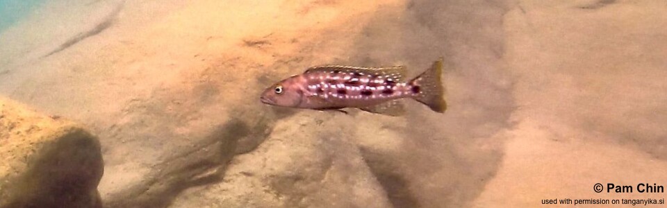 Lepidiolamprologus elongatus 'Mahale Mountains NP'