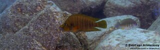 Altolamprologus compressiceps &#39;Mahale Mountains NP&#39;