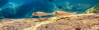 Asprotilapia leptura &#39;Mahale Mountains NP&#39; Xenotilapia leptura &#39;Mahale Mountains NP&#39;