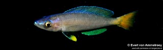 Cyprichromis leptosoma &#39;Mahale Mountains NP&#39;